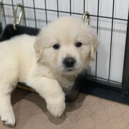 Golden Retriever Puppies from Dreaming Tree Goldens