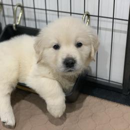 Golden Retriever Puppies from Dreaming Tree Goldens