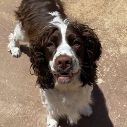Peaches - English Springer Spaniel