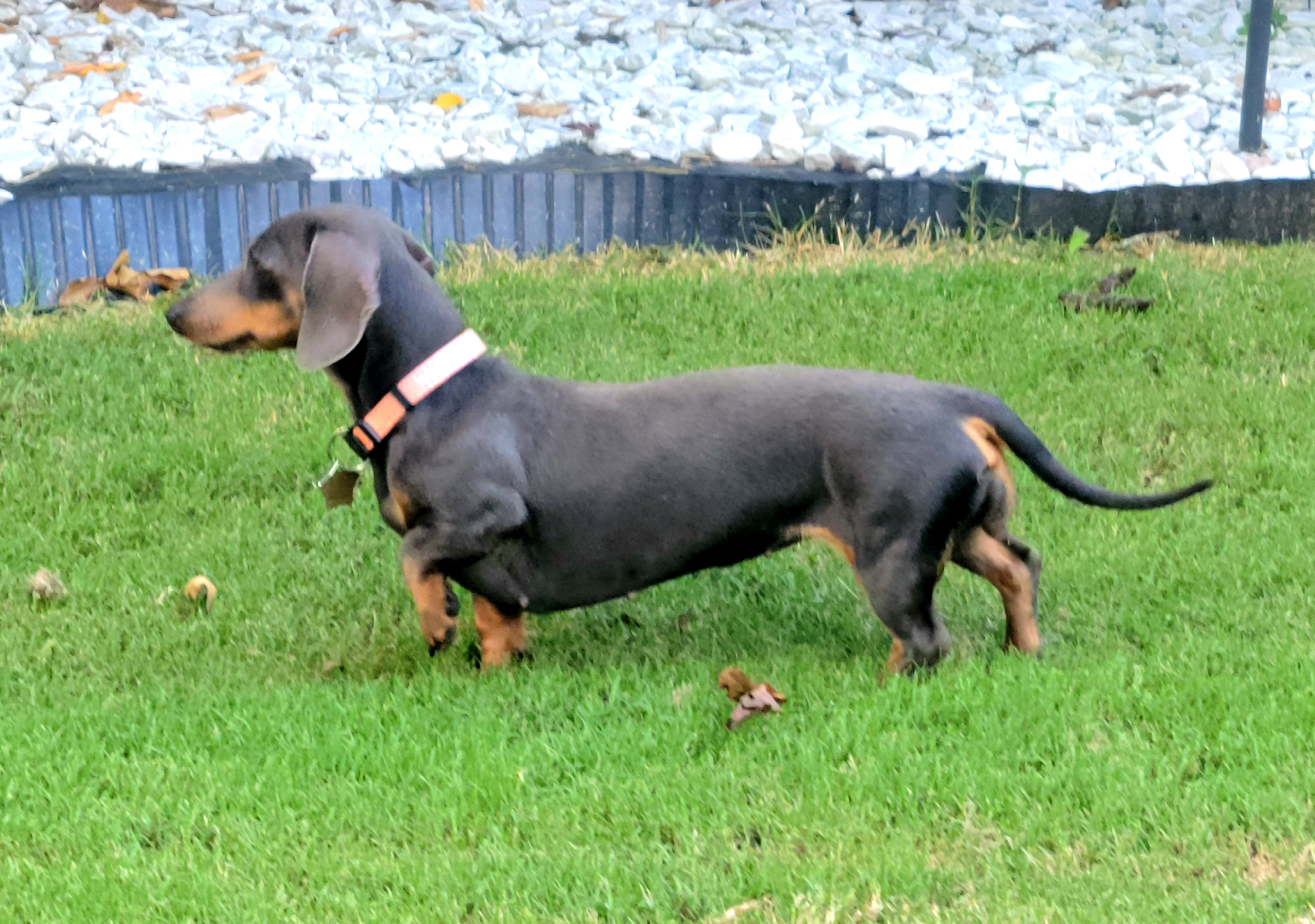 Tippi - Dachshund