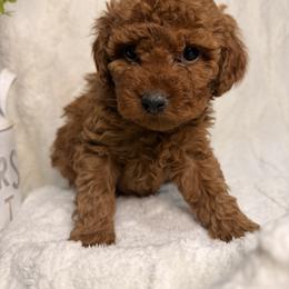 June - Red female Aussiedoodle puppy in North Olmsted, Ohio from Iron Doodles