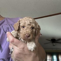 Bow - Apricot male Goldendoodle puppy in Waynesboro, Virginia from Forest Creek Kennel
