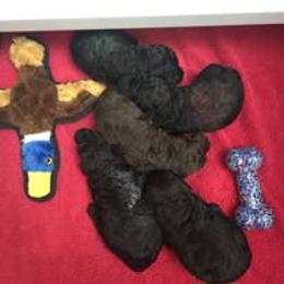 Poodle Puppies from Amari Miniature Poodles