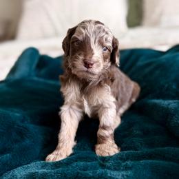 Morgan - Merle male Goldendoodle puppy in Allen, Texas from Calena’s Doodles