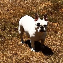 Cardi - French Bulldog