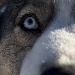 Siberian Huskies and Yakutian Laikas from Frosty Timber Sled Dogs