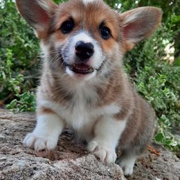 Pembroke Welsh Corgi Puppies from Iron Moss Ranch
