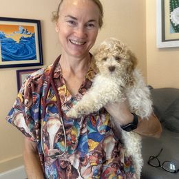 Lagotto Romagnolo Puppies from Anna’s Lagottos