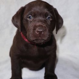 Labrador Retriever Puppies from Rocky Creek Labs