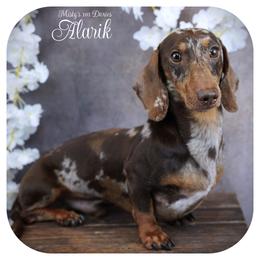 ALARIK - FULL IMPORT STUD - Chocolate and tan male Dachshund puppy in Graceville, Florida from Misty's 101 Doxies