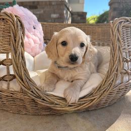 Gray collar - Cream male Dachshund puppy in Mc Donough, Georgia from Hot Diggity Doxies