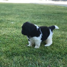 Newfoundland Puppies from Bookcliff Newfies
