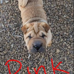 Chinese Shar-Pei Puppies from Princess Buttercup Pups