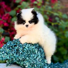 Ariana - Black parti female Pomeranian puppy in Stockton, California from Pommiepalace