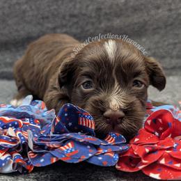 Chocolate Mousse - Chocolate male Havanese puppy in Marysville, Ohio from Sweet Confections Havanese