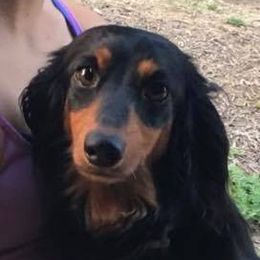 Australian Cattle Dogs and Dachshunds from Kari's Dachshunds and Heelers