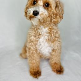 Remy - Goldendoodle