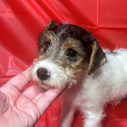 Second-Born Boy - White black and tan male Wire Fox Terrier puppy in Ennis, Texas from Syrayed Farm