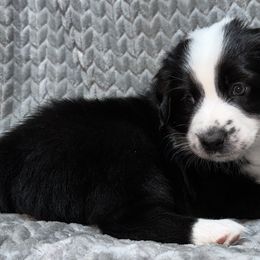 Valentino - Black & white Australian Shepherd puppy in Monroe, North Carolina from Dreamland Aussies & Poodles