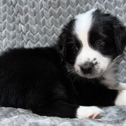 Valentino - Black & white Australian Shepherd puppy in Monroe, North Carolina from Dreamland Aussies & Poodles