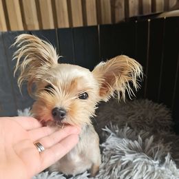 Khole - Parti Yorkshire Terrier puppy in Junction City, Ohio from On The Edge Of A Dream Yorkies