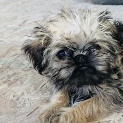 Brussels Griffon and Pug Puppies from South Ridge Brussels Griffons