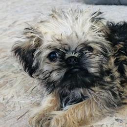 Brussels Griffon and Pug Puppies from South Ridge Brussels Griffons