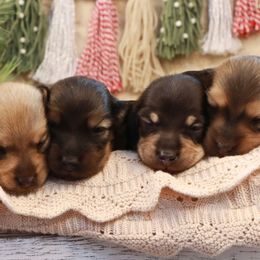 Dachshund puppies from PuppyLove Dachshunds