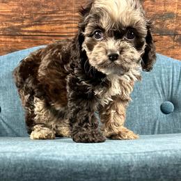 Sarah - Brown white and tan female Cockapoo puppy in Lancaster, Missouri from Cavapoo Acres