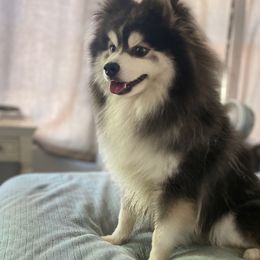 Mochi - Pomsky