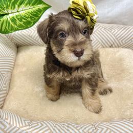 Croix - Liver female Miniature Schnauzer puppy in Huntington, Utah from Schnauzers on Robinson Lane