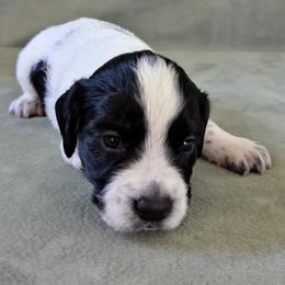 NOT A PET Working home only - Black and white male English Cocker Spaniel puppy in Phillips, Nebraska from Fenloch Gundogs