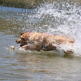 Prim - Yellow female Labrador Retriever puppy in Menifee, California from The Golden Leash Kennels