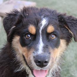 Bandit - Black tri-color male Australian Shepherd puppy in Sonoita, Arizona from Gardner Canyon Kennels