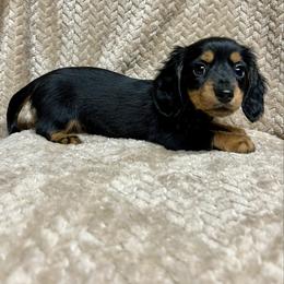 Molly - Black and tan female Dachshund puppy in Milroy, Pennsylvania from Not Your Average Weiner