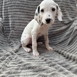 Miss Brown - White and black female Dalmatian puppy in Chehalis, Washington from Dalmatian Vacation