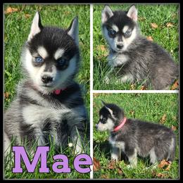 Mae - Black and white female Siberian Husky puppy in Merrill, Michigan from Haase Family Kennels