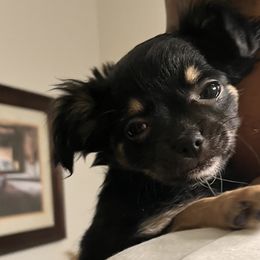 Girl - Black sabled fawn Chihuahua puppy in Indianapolis, Indiana from Puppy Miles