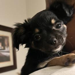 Girl - Black sabled fawn Chihuahua puppy in Indianapolis, Indiana from Puppy Miles