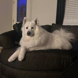 Samoyed All Grown Up from Stirling Silver Samoyeds