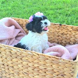 Shih Tzu Puppies from Shih Tzus of Gilbert