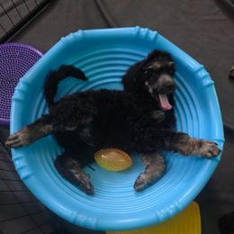 Pax - Phantom male Poodle puppy in New York from Powder Puff Poodles