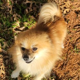 Toto - Pomeranian