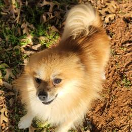 Toto - Pomeranian