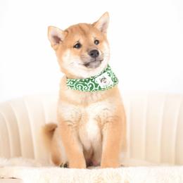 Ben -FULL AKC REGISTRATION- - Red male Shiba Inu puppy in Neosho, Missouri from Kenny Cave K9s