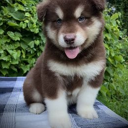Benny - Red and white male Alaskan Malamute puppy in Michigan from Warrior’s Legacy Alaskan Malamutes