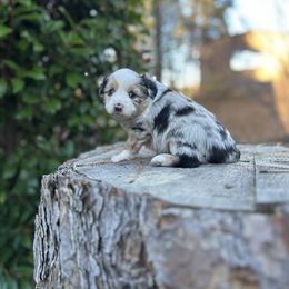 Boy 2 - Blue merle Miniature Australian Shepherd puppy in Shingletown, California from Whiskeytown Aussies