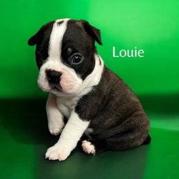 AKC Louie - Brindle and white male Boston Terrier puppy in Galena, Kansas from RottNBostons
