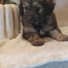 Isaac - male Aussiedoodle puppy in Milford, Indiana from Olde Heritage K-9