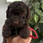 Red Collar girl - Brown female Spanish Water Dog puppy in Clementon, New Jersey from PitterPatterPuppiesNJ